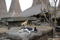 Kuburan megalitikum di Ratenggaro (Randy/detikTravel)