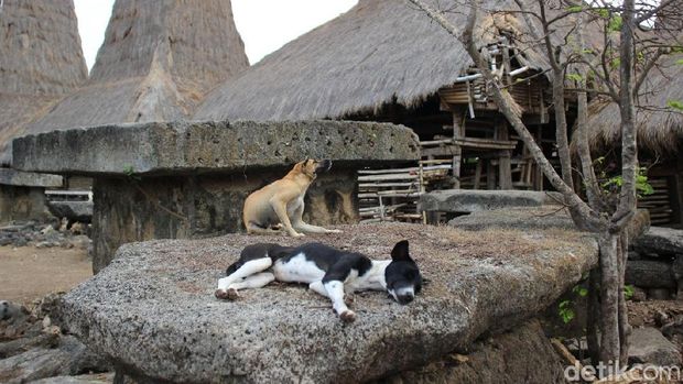 Kampung Adat Ratenggaro di Sumba Barat Daya