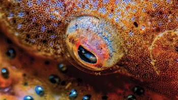 Juara ketiga kategori makro diraih Rafael Fermamdez Caballero. Lokasi: La Herradura, Spanyol. Gear: Nikon D7100, Nikon 105mm lens, Saga Magnifier +15 wet lens, Aquatica housing, two Sea&Sea D2 strobes. Settings: f/32, 1/200, ISO 400. Foto: Scuba Diving Magazine