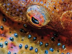 Karya Jawara Kontes Foto Underwater 2018 Bikin Terpukau