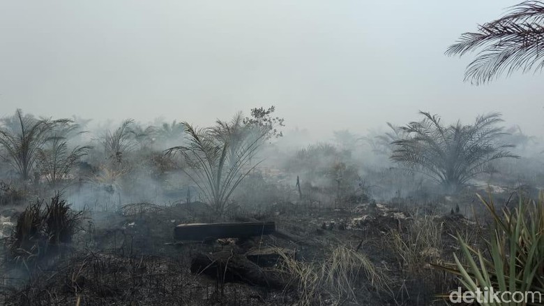 Kebakaran Lahan di Riau, 20 Rumah dan Pondok Ludes Kebakaran Lahan di Riau, 20 Rumah dan Pondok Ludes