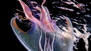 Juara pertama kategori makro diraih Cai Songda. Lokasi: Janao Bay, Anilao, Filipina. Gear: Nikon D850, Nikon AF-S Micro Nikkor 60mm f/2.8g ED lens, Seacam housing, two Seacam Sea Flash 150D lights, four Scubalamp V6K pro LED video lights. Settings: f/25, 1/320, ISO 500. Foto: Scuba Diving Magazine