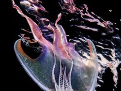 Karya Jawara Kontes Foto Underwater 2018 Bikin Terpukau