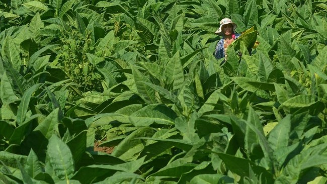 Cukai Rokok Naik: Industri Galau, Konsumen Geleng-geleng