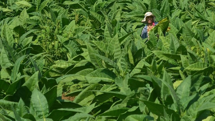 Petani memanen tembakau di kaki Gunung Putri, Kabupaten Garut, Jawa Barat, Senin (13/8). Petani setempat dalam satu musim panen tembakau hanya menghasilkan 10 ton tembakau per tahun dari luas lahan dua hektare atau 12 ribu pohon tembakau. Hasil panen mereka dijual ke pabrik rokok yang ada di wilayah Jateng serta Jatim dengan harga jual Rp60-100 ribu tembakau kering, dan Rp55.000 ribu untuk tembakau daun. ANTARA FOTO/Adeng Bustomi/kye/18