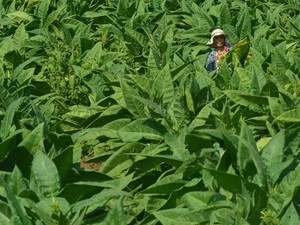 5 Tanaman yang Paling Beracun di Muka Bumi, Ada yang Jadi Bahan Parfum