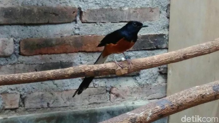Program Restorative Justice Diberlakukan untuk 6 Pelajar yang Membawa Burung Murai Tanpa Izin di Bogor