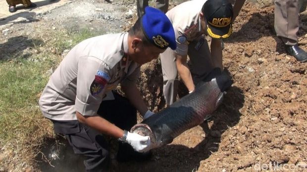 Pemusnahan ikan berbahaya di Semarang. 