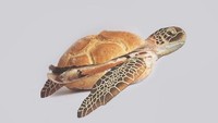 Gemasnya ilustrasi penyu dengan badan dari sebuah kue.