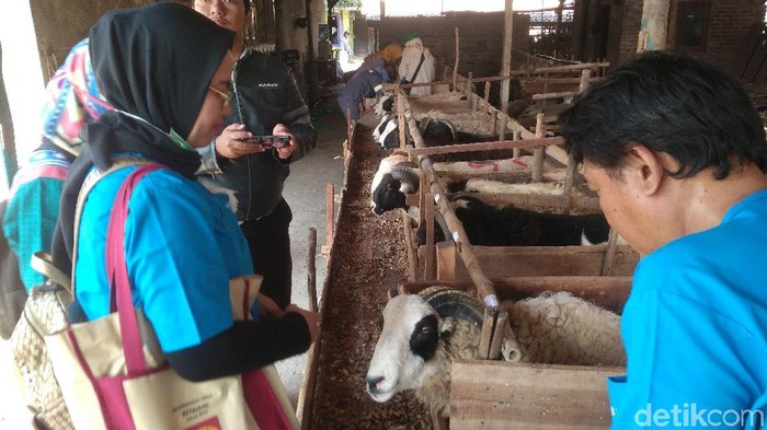Ini Tanda Hewan Kurban di Cirebon Sehat dan Layak Dibeli