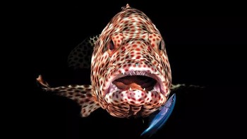 Juara ketiga kategori compact camera diraih Ferenc Lorincz.  Lokasi: Marsa Shagra, Mesir. Gear: Nikon P7000, Fantasea FP7000 housing, two Intova IS 4000 strobes. Settings: f/6.3, 1/60, ISO 100. Foto: Scuba Diving Magazine