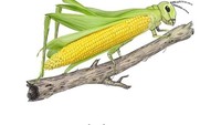 Saat jagung bertransformasi menjadi seekor belalang. Istimewa/Boredpanda.