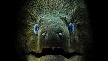 Juara pertama kategori compact camera diraih Jamie Hall. Lokasi Pulau Tiran, Laut Merah. Gear: Canon PowerShot G16, Fantasea housing. Settings: f/2.8, 1/160, ISO 100. Foto: Scuba Diving Magazine