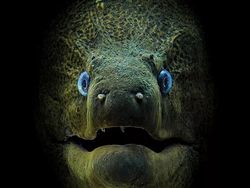 Karya Jawara Kontes Foto Underwater 2018 Bikin Terpukau