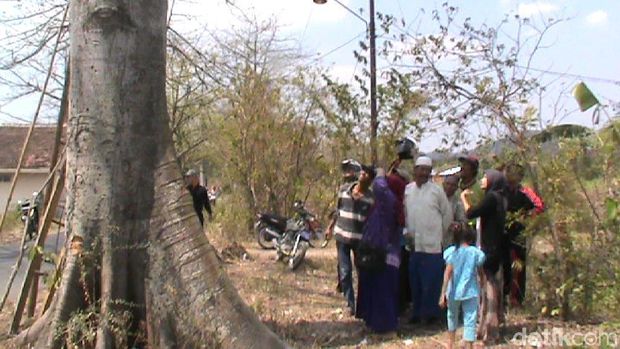 Melihat Pohon Randu Bisa 'Kencing' di Rembang