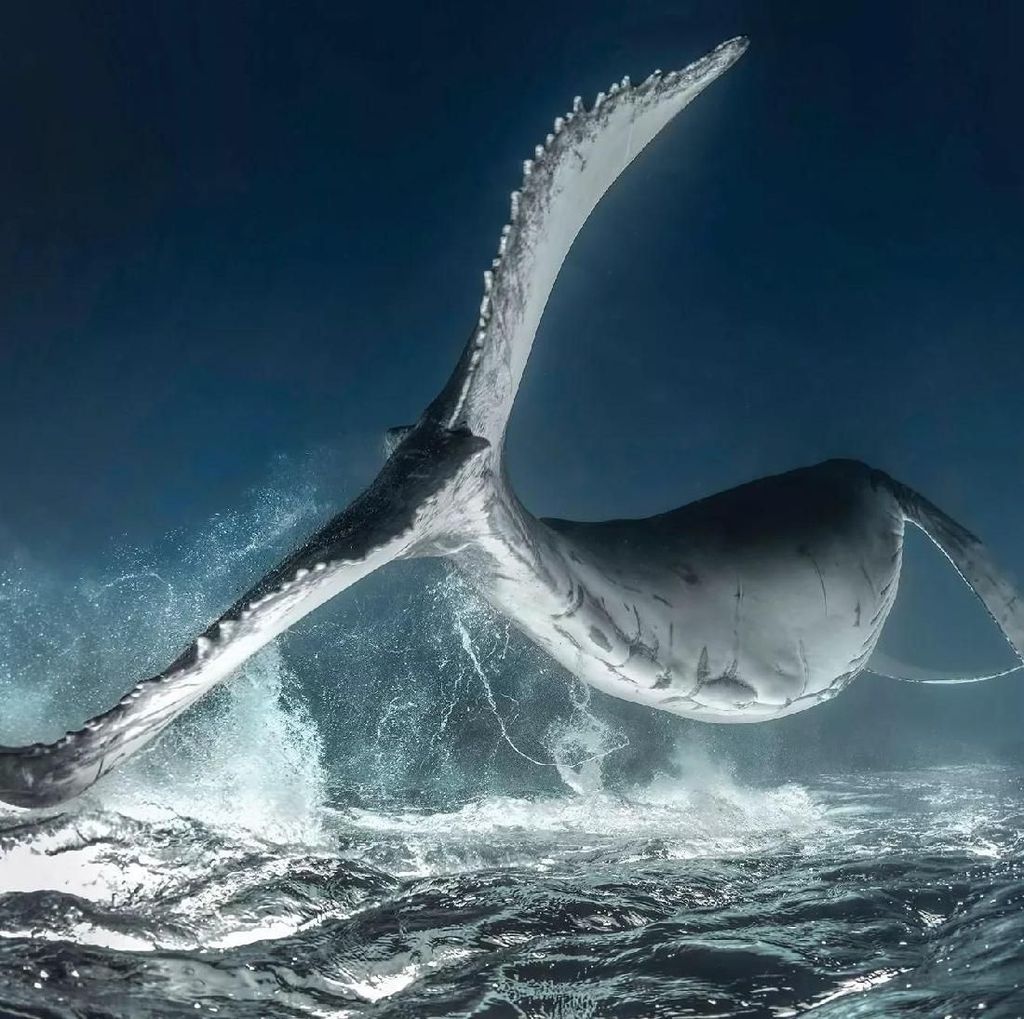 Karya Jawara Kontes Foto Underwater 2018 Bikin Terpukau Karya Jawara Kontes Foto Underwater 2018 Bikin Terpukau