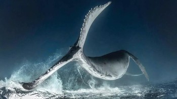 Grand Prize Winner diraih Rodney Bursiel. Lokasi: Tonga. Gear: Nikon D800, 16mm f/2.8 lens, Ikelite housing. Settings: f/7.1, 1/200, ISO 400. Foto: Scuba Diving Magazine