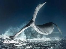 Karya Jawara Kontes Foto Underwater 2018 Bikin Terpukau