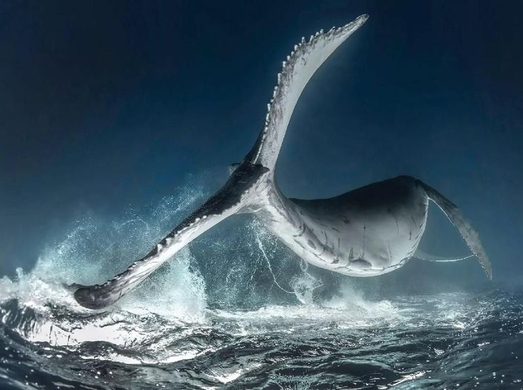 Karya Jawara Kontes Foto Underwater 2018 Bikin Terpukau