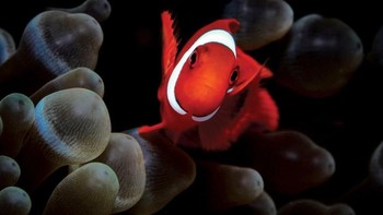 Juara kedua kategori makro diraih Christian Bachmann. Lokasi: Bunaken, Indonesia. Gear: Canon EOS 7D, Canon EF-S 60mm f/2.8 macro lens, Nimar housing, Inon Z-240 strobe. Settings: f/11, 1/125, ISO 160. Foto: Scuba Diving Magazine 