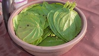 Orang yang tinggal di pedesaan masih sering mengunyah daun sirih untuk menjaga kesehatan gigi. Biasanya daun sirih tersebut ditambahkan kapur dan juga pinang. Foto: Thinkstock