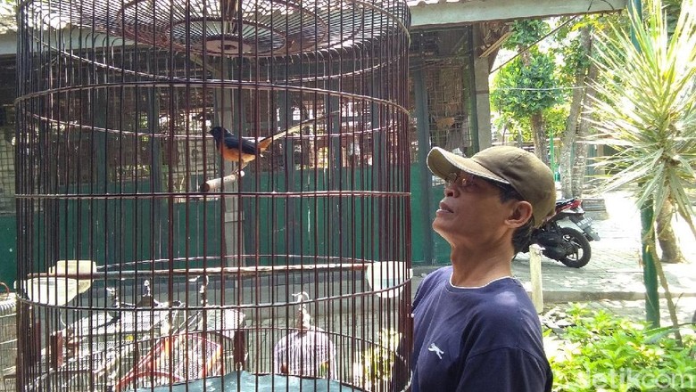 Ada Permen LHK, Pedagang Burung di Yogyakarta Pun Resah Ada Permen LHK, Pedagang Burung di Yogyakarta Pun Resah