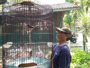 Ada Permen LHK, Pedagang Burung di Yogyakarta Pun Resah