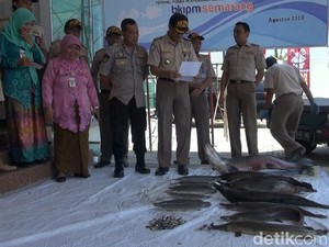 Pakai Minyak Cengkeh, 78 Ikan Berbahaya di Semarang Dimusnahkan