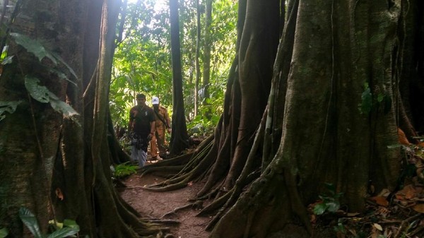 Konon, setiap kali ada warga yang memaksa mengambil ranting pohon untuk kayu bakar, pada malam harinya akan didatangi sosok mahluk halus berwujud harimau yang disebut Lodaya (Dadang Hermansyah/detikTravel) Konon, setiap kali ada warga yang memaksa mengambil ranting pohon untuk kayu bakar, pada malam harinya akan didatangi sosok mahluk halus berwujud harimau yang disebut Lodaya (Dadang Hermansyah/detikTravel)