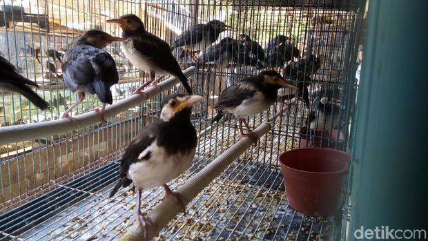 Ada Permen LHK, Pasar Burung Depok Solo Sepi Pembeli