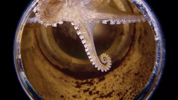 Juara kedua  kategori compact camera diraih Yap Katumbal. Lokasi: Selat Lembeh, Indonesia. Gear: Olympus XZ-1, Sea&Sea close-up Lens 125, Olympus PT-050 housing, GOBE Light & Motion light. Settings: f/4, 1/500, ISO 100. Foto: Scuba Diving Magazine