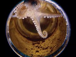 Karya Jawara Kontes Foto Underwater 2018 Bikin Terpukau