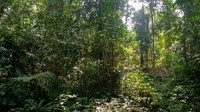 Dengan mitos itu, hutan Gunung Dukuh kini masih terjaga keasriannya. Pohon-pohon yang berusia ratusan tahun dengan batang pohon berdiameter cukup besar masih berdiri kokoh (Dadang Hermansyah/detikTravel)