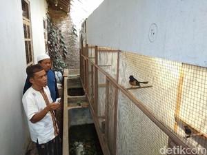 Penangkar Minta Penangkap Murai Batu di Hutan Ditindak Tegas