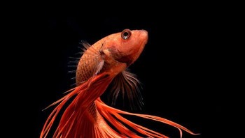 (Foto: Visarute Angkatavanich)