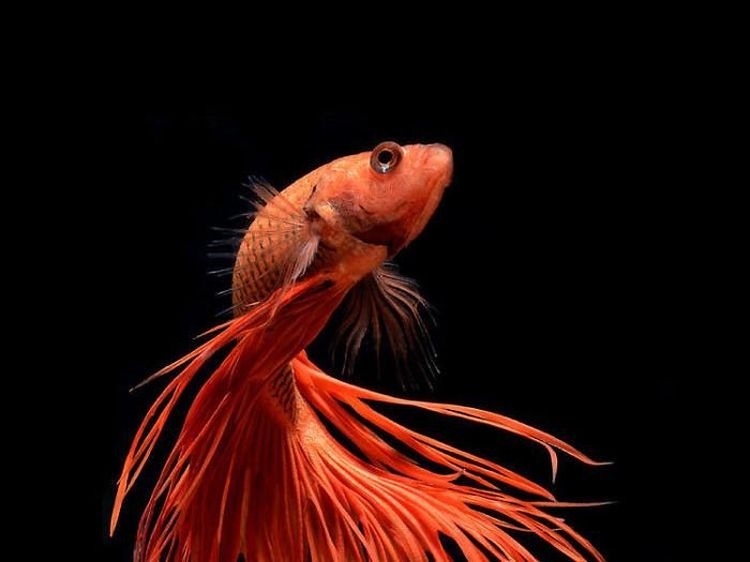 Fotografer Dewa Memotret Ikan Bikin Apple Kepincut