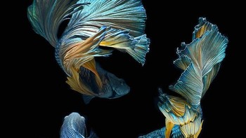 Mengenang masa kecilnya saat memelihara ikan, ia pun memulai proyek fotografi bertema ikan pemancing Siam yang juga dikenal sebagai betta (Betta splendens). (Foto: Visarute Angkatavanich)