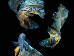 Fotografer Dewa Memotret Ikan Bikin Apple Kepincut