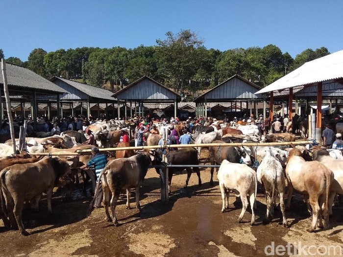 Paar sapi Ambarawa menjelang idul Adha ramai dikunjungi warga yang cari hewan kurban,