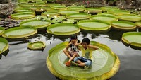 Taman ini terlihat spektakuler dengan daun teratai raksasa, yang diameternya hampir mencapai 170 cm tahun ini, dan bunga berwarna-warni lainnya yang mengapung di kolam dan arsitektur bergaya Cina sebagai latar belakangnya. Anak-anak menjadi pengunjung yang paling banyak datang untuk merasakan sensasi menikmati keindahan teratai raksasa dan duduk diatasnya. Tyrone Siu/Reuters.