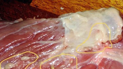 Contoh Daging Tercemar Penyakit: Tuberkulosis Hingga Cacing Pita
