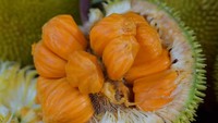Kalau yang mirip nangka ini namanya buah kaledang. Di Kalimantan sendiri buah ini terbilang langka. Meskipun bentuknya mirip nangka tapi rasa buah ini mirip seperti perpaduan nangka dan manggis. Kalau bukan musim panennya, jangan harap bisa mendapat buah ini. Foto: Istimewa