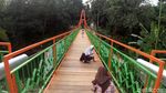 Foto: Saat Warga Menjajal Pengganti Jembatan Indiana Jones