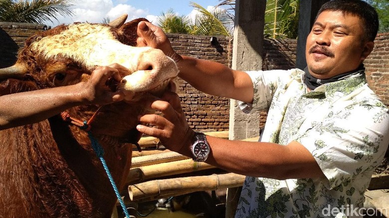 Sidak Pedagang Sapi, Tim Veteriner Temukan Hewan Tak Layak Kurban Sidak Pedagang Sapi, Tim Veteriner Temukan Hewan Tak Layak Kurban
