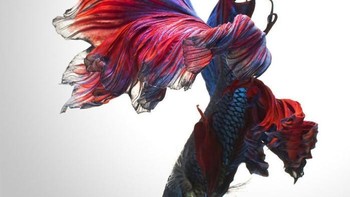 (Foto: Visarute Angkatavanich)