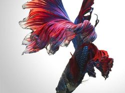 Fotografer Dewa Memotret Ikan Bikin Apple Kepincut