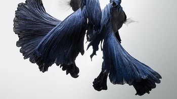 Angkatavanich mampu menangkap foto-foto ikan ini dari balik kaca akuarium dengan memukau. (Foto: Visarute Angkatavanich)