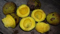 Yang ini namanya buah asam putar, atau biasa juga disebut asam pulasan. Sesuai namanya, rasa buah ini asam kecut. Untuk menyantapnya, buah harus dibelah lalu diputar. Pohon buah ini hanya ada di pedalaman Kalimantan jadi agak sulit mendapatkannya. Foto: Istimewa
