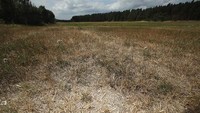 Gelombang panas yang menjadi penyebab kekeringan di Jerman ini menyebabkan kegagalan panen bagi para petani lokal. Kurang lebih 50% lahan para petani mengalami kekeringan termasuk didalamnya lahan jagung dan bunga matahari yang mengalami kekeringan hingga mencapai 70% dari lahan yang ada. Sean Gallup/Getty Images.