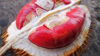 Durian khas Kalimantan ini bukan hanya menggoda karena langka tapi juga tampilannya cantik. Daging buah berwarna merah menyala. Ukuran buah durian ini juga lebih kecil dibanding durian pada umumnya. Foto: Istimewa